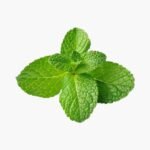 Pudina / Mint ( पुदीना )