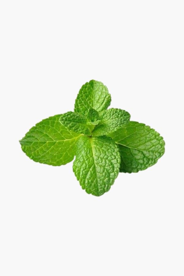 Pudina / Mint ( पुदीना )